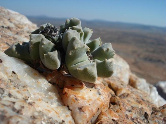 Odontophorus nanus leaves